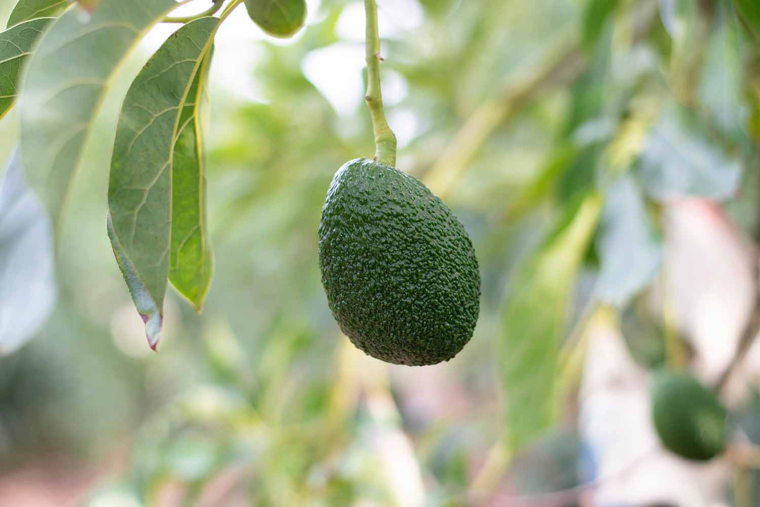 Avocado – Delicious And Nutritious Skin Food