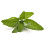 Our Brands Clary Sage Oil