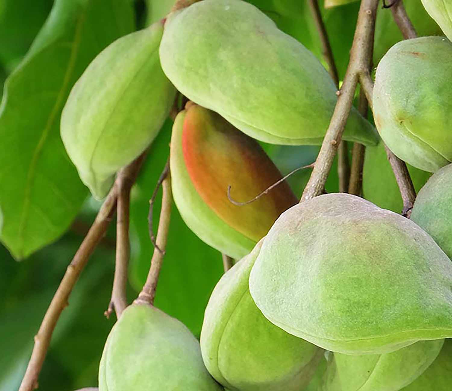 Kakadu Plum