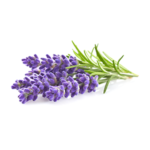 Our Brands Lavender Oil