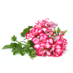 Our Brands Rose Geranium Oil