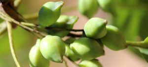 Why Do You Need Vitamin C In Your Skincare Routine?